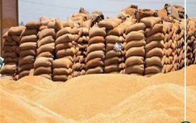 توريد ١٣٥ ألف طن قمح في شون وصوامع الدقهلية