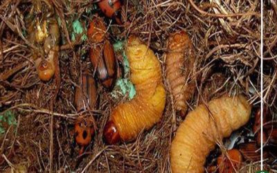 ماهي الحشرة القاتلة التي تهدد محاصيل مصر؟