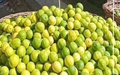 الكيلو بـ 100جنيها .. توقعات بتراجع سعر الليمون خلال 3أسابيع