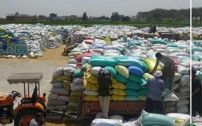 شون وصوامع تستقبل 180 ألف طن قمح فى الدقهلية
