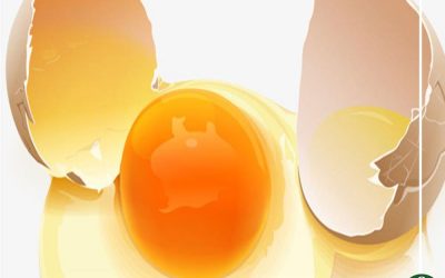 صفار أم بياض البيض.. أيهما أفضل لصحة الإنسان؟