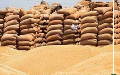 توريد 185 ألف طن قمح لصوامع وشون الدقهلية