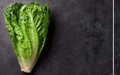 دراسة تحذر من بكتيريا أوراق الخس..تهددك بهذه المخاطر