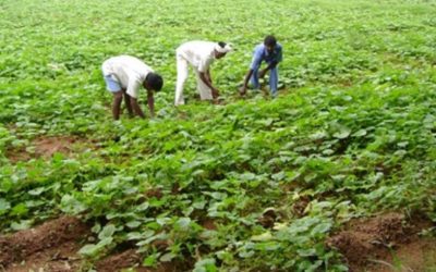 إطلاق وثيقة التأمين الزراعي لأول مرة في مصر