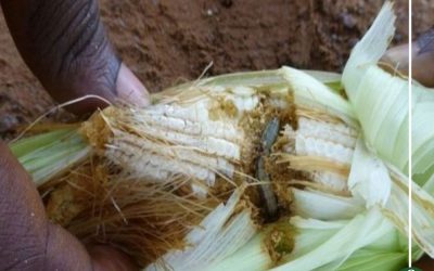 تدمر الزراعة وتنشر الجوع “دودة الحشد” لأول مرة في مصر