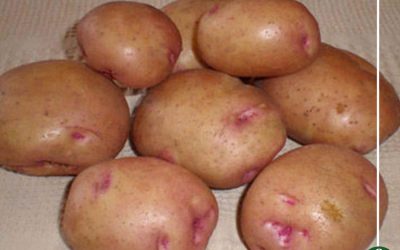 أضرار جديدة في البطاطس ذات النقاط الوردية والبقع الخضراء